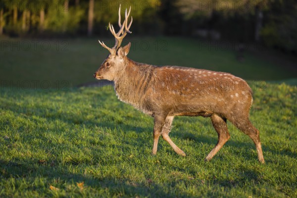 One Dybowski stag (Cervus nippon hortulorum) stands on a green meadow at sunrise