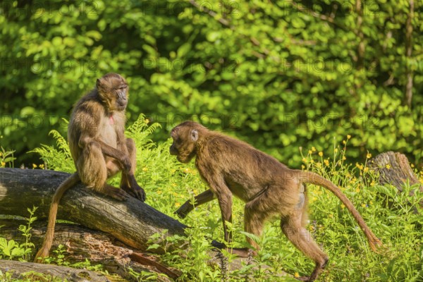 A male Gelada (Theropithecus gelada), or bleeding-heart monkey sits on a log lying in dense green vegetation, enjoying the morning sun. A second one passes