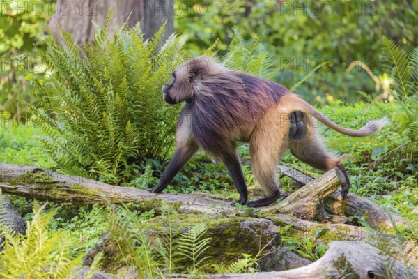 One male Gelada (Theropithecus gelada), or bleeding-heart monkey balancing on a log. A green forest in the distant background