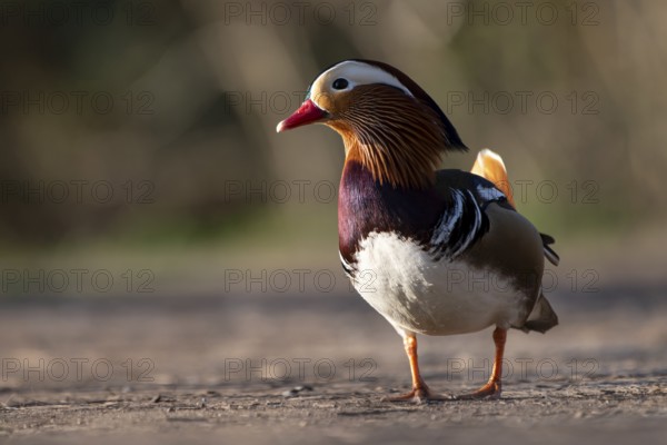 Mandarin duck (Aix galericulata), drake, during mating season, on land, Heiligenhaus, North Rhine-Westphalia, Germany, Europe