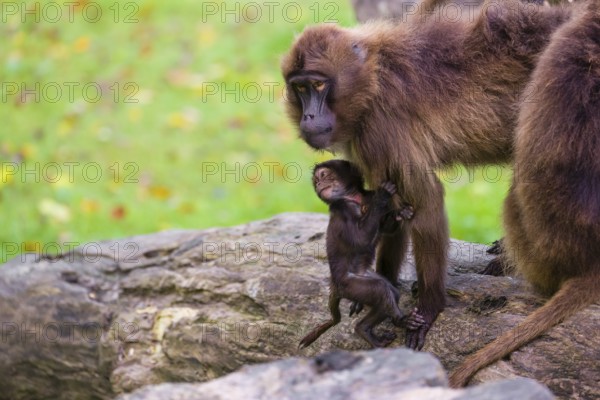A baby Gelada (Theropithecus gelada), or bleeding-heart monkey, stays in close contact to his mother