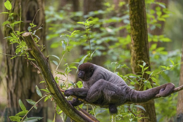 A common woolly monkey, brown woolly monkey, or Humboldt's woolly monkey (3) (Lagothrix lagothricha) rests in a tree
