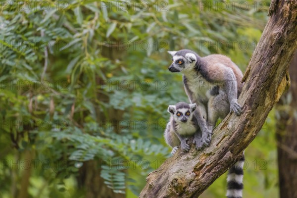 Two ring-tailed lemurs (Lemur catta) sit high up on a branch of tree