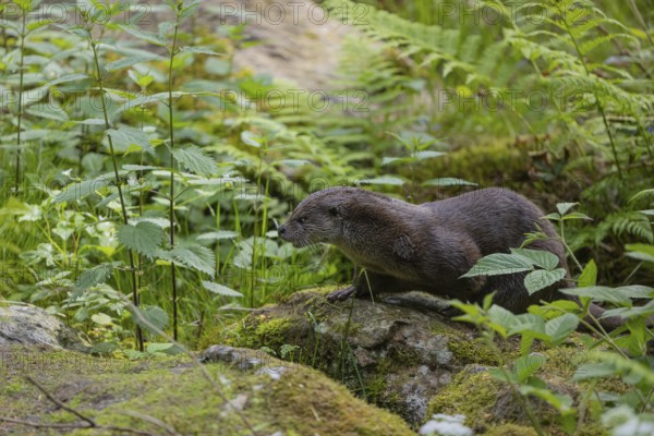 One Eurasian otter (Lutra lutra), walking over a mossy rock. Green vegetation and rocks around him