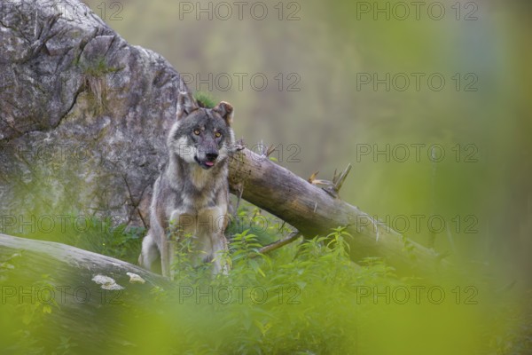 A eurasian gray wolf (Canis lupus lupus) stands on a log in front of a rock, observing the area. A forest in fall foliage is in the background