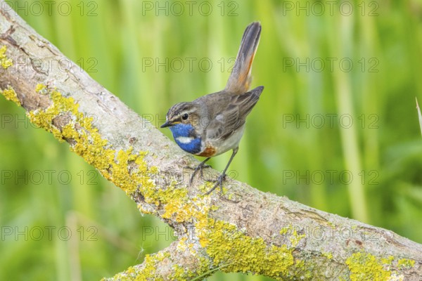 Bluethroat (Luscinia svecica cyanecula) Male Germany
