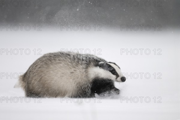 Badger in the snow, Wittlich, Rhineland-Palatinate, Germany, Europe