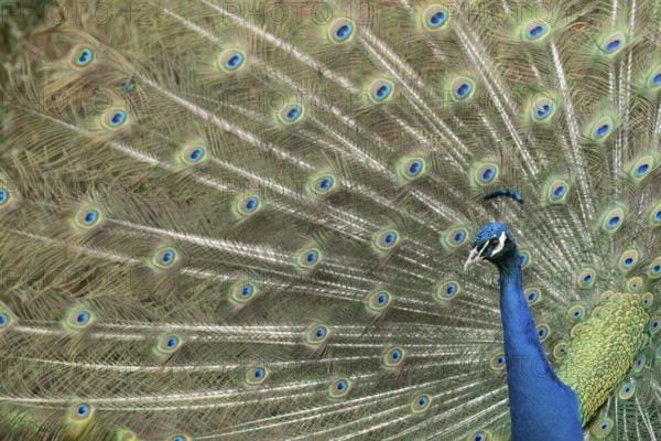 Indian peafowl or Peacock (Pavo cristatus) adult male bird displaying showing its tail feathers, England, United Kingdom, Europe