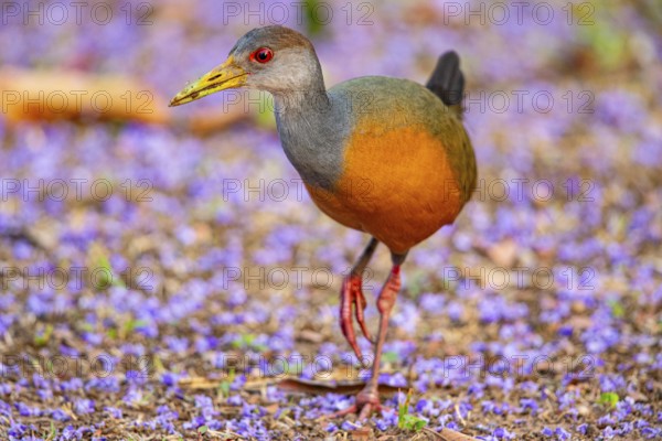 Grey-necked wood rail (Aramides cajanea) Pantanal Brazil