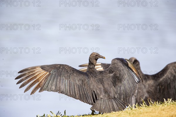 Raven Vulture (Coragyps atratus) Pantanal Brazil