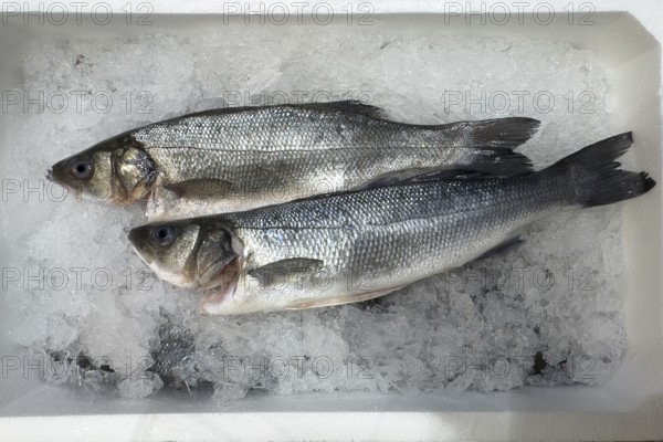 Sea bass (Dicentrarchus labrax) on ice in refrigerated counter fish counter display of fishmonger fish sales, food trade, retail trade. Wholesale, fish trade, speciality shop, Germany, Europe