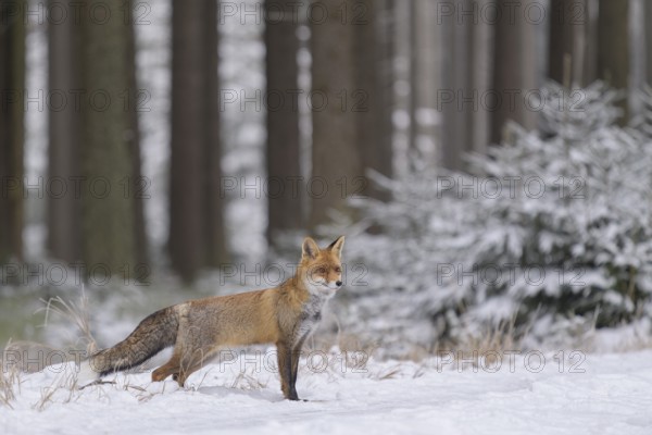 Red fox (Vulpes vulpes), foraging in a forest and snowy landscape, biosphere reserve, Swabian Alb, Baden-Württemberg, Germany, Europe