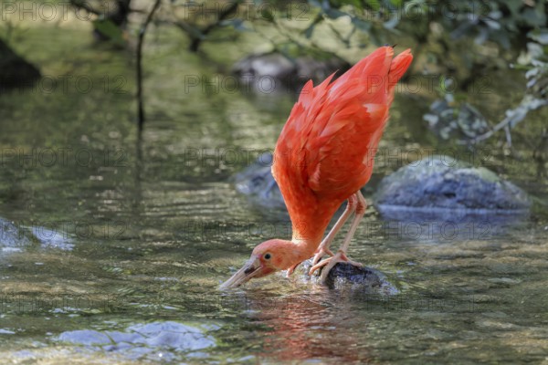 A scarlet ibis (Eudocimus ruber) stands on a stone lying in the shallow water of a riverbank and searches for food
