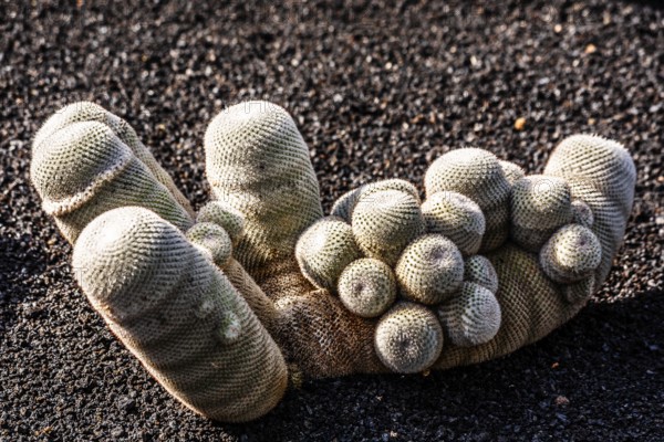 2016, Guatiza, Lanzarote, Jardin de Cactus by Cesar Manrique, ESP, Spain, Canary Islands, Canary Islands, Atlantic Ocean, Lanzarote, biosphere reserve, volcano, volcanism, volcanic island, island, recording date, Europe