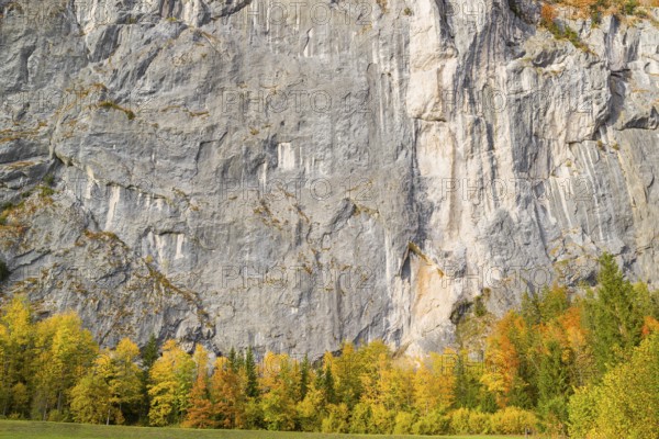 Gößler Wand in autumn. It is a rockwall of 180 m height between the lakes Toplitzsee and Grundlsee. Salzkammergut, Styria, Austria, Europe