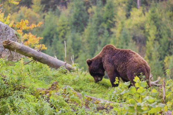 A young male Eurasian brown bear (Ursus arctos arctos) stands grazing on a meadow. In the distance is a forest