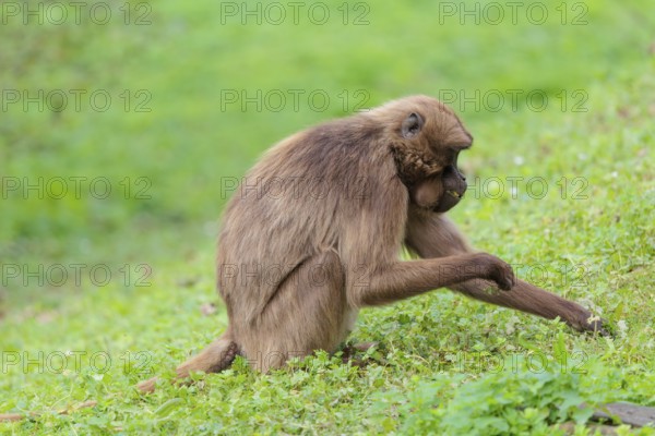 A female Gelada (Theropithecus gelada), or bleeding-heart monkey sits in a green meadow and collects food