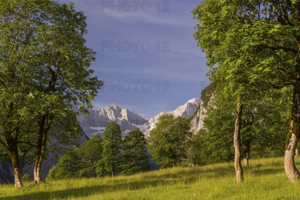Sycamore maple trees, Acer pseudoplatanus, in summertime. Mountains in the background. Nature conservancy area Grosser Ahornboden, Karwendel mountains, Austria, Europe