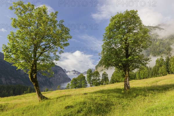 Sycamore maple trees, Acer pseudoplatanus, in summertime. Mountains in the background. Nature conservancy area Grosser Ahornboden, Karwendel mountains, Austria, Europe