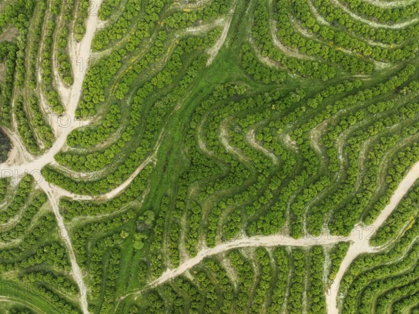 Cultivated orange trees (Citrus sinensis) and network of agricultural roads. Aerial view. Drone shot. Huelva province, Andalusia, Spain, Europe