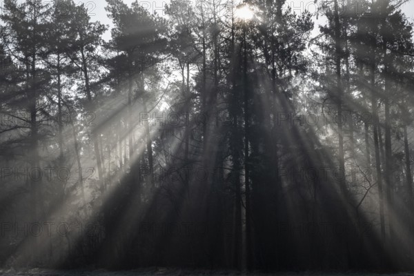 Rays of light in the forest, Emsland, Lower Saxony, Germany, Europe