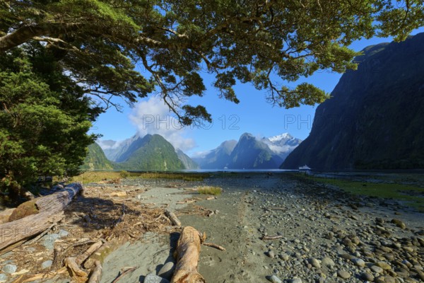 Impressive coastal landscape with mountains, blue sky and trees. Foreground shows driftwood and stones on the shore, summer, Milford Sound, Te Anau, Fiordland National Park, South Island, New Zealand, Oceania