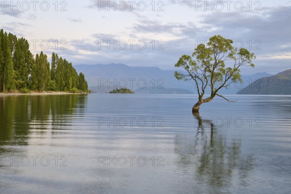 A tree stands in a peaceful blue lake with mountains in the background, summer, Lake Wanaka, Wanaka, Otago, South Island, New Zealand, Oceania