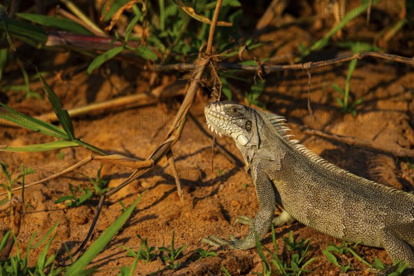 Green iguana (Iguana iguana) Pantanal Brazil