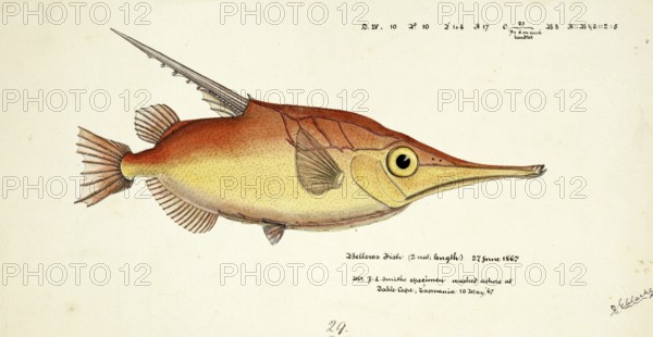 Longspine snipefish, Macrorhamphosus scolopax, The longspine snipefish, Fish, Reproduction of an original, by Frank Edward Clarke (b. 1849, d. 1899), ichthyologist and scientific draughtsman
