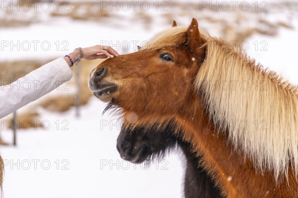 A woman petting a brown horse in the cold snowy winter in Iceland, Icelandic horse