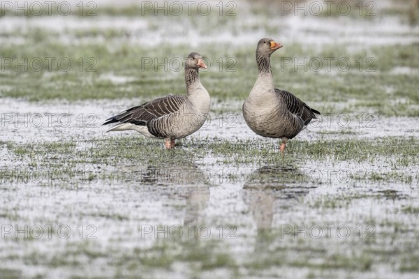 Greylag geese (Anser anser), Lower Saxony, Germany, Europe