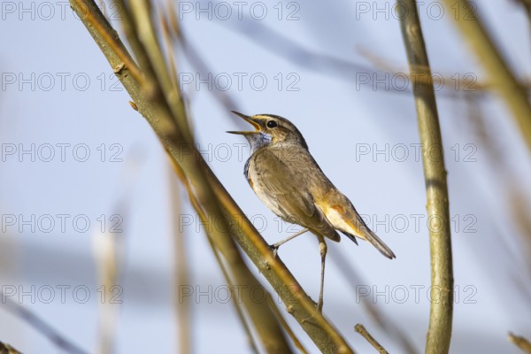 Bluethroat (Luscinia svecica cyanecula) Male Germany