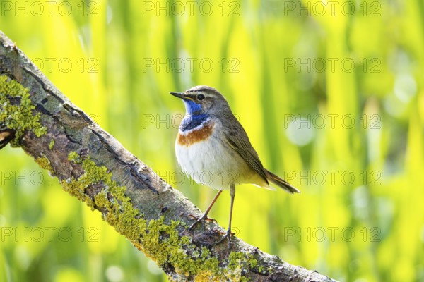 Bluethroat (Luscinia svecica cyanecula) Male Germany