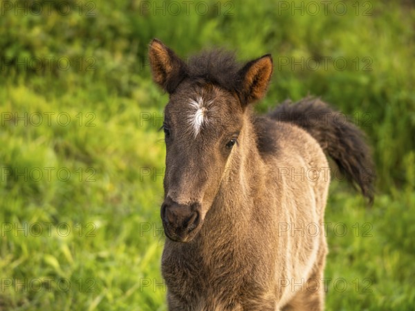 Icelandic horse in a meadow, foal, grey, portrait. Evening. Germany