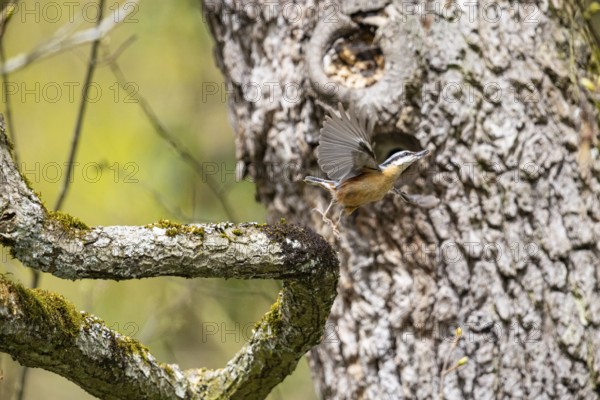 Nuthatch (Sitta europaea) Germany