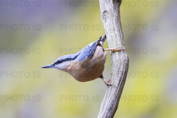 Nuthatch (Sitta europaea) Germany