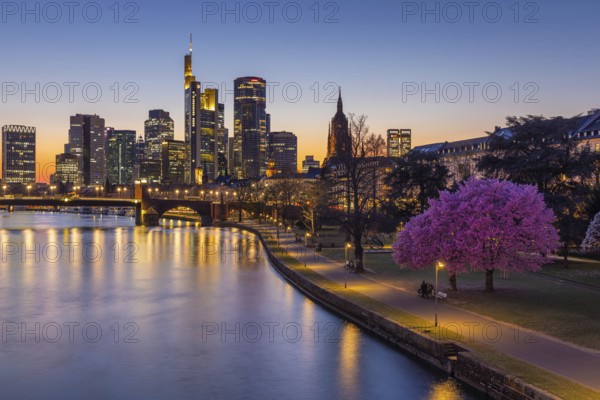The trees on the banks of the Main in Frankfurt are in full bloom in spring in front of the bank skyline, Mainufer, Frankfurt am Main, Hesse, Germany, Europe