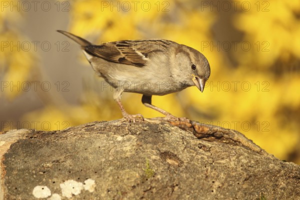 House Sparrow (Passer domesticus) female, Allgäu, Bavaria, Germany, Allgäu, Bavaria, Germany, Europe