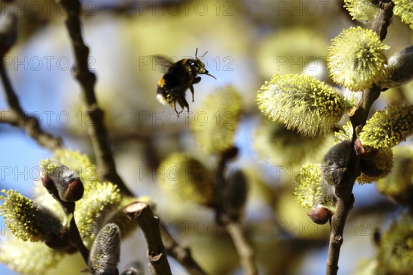 Willow catkins, Baltic Sea beach, Hummel, Mecklenburg-Western Pomerania, Germany, Europe