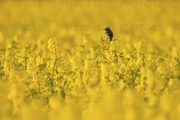 A whinchat sits in a flowering rape field near Frankfurt am Main in spring, Frankfurt am Main, Hesse, Germany, Europe