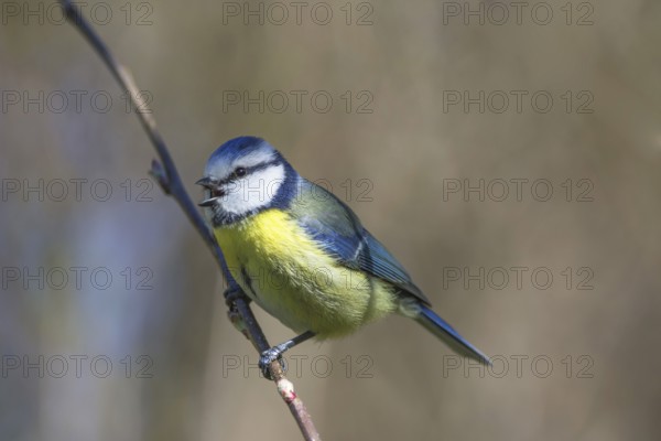 A blue tit (Parus caeruleus) singing on an apple tree branch against a blurred background, Baden-Württemberg, Germany, Europe