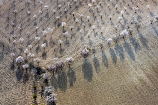 Aerial view, blossoming almond trees, plantation, Andalusia, Spain, Europe