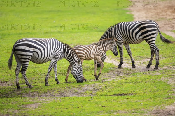 Plains zebra (Equus quagga) mother and foal standing on a meadow, Germany, Europe