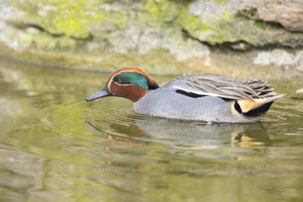 Eurasian teal (Anas crecca) male swimming in a lake, Bavaria, Germany, Europe