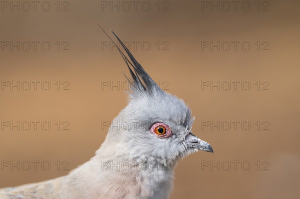 Crested pigeon (Ocyphaps lophotes), portrait, Bavaria, Germany, Europe