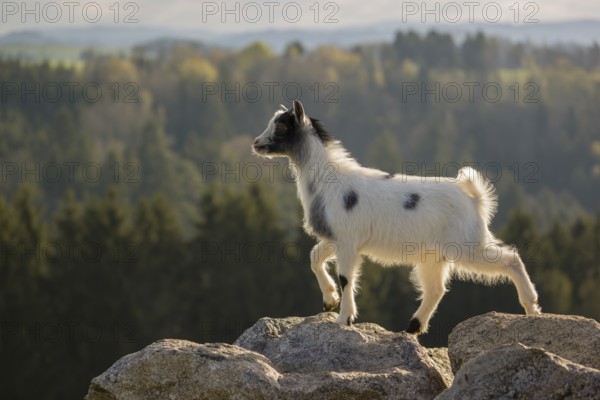 A young Pygmy goat, Capra hircus, stands on a rock. A forest is in the distant background
