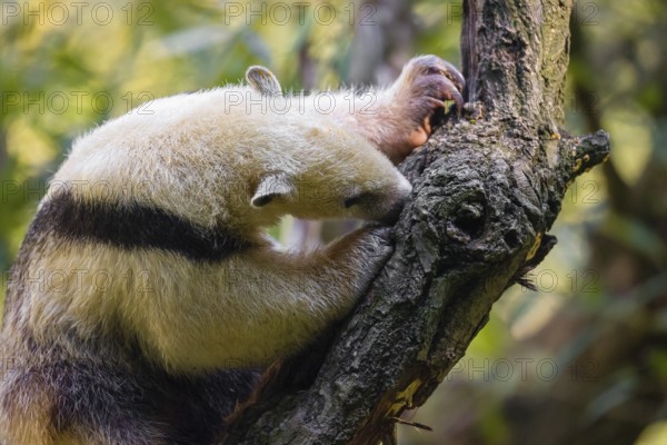 One southern tamandua (Tamandua tetradactyla), climbs up a tree in a forest