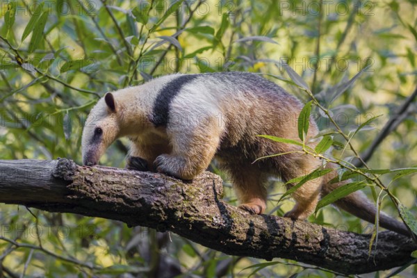 One southern tamandua (Tamandua tetradactyla), climbs up a tree in a forest