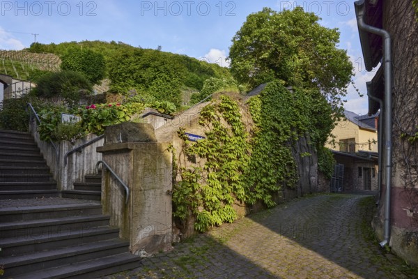 Alley, concrete wall, stairs, tree, three-leaved maiden vine (Parthenocissus tricuspidata), alleyway sign, Weinbergstraße, Mesenich, district of Cochem-Zell, Rhineland-Palatinate, Germany, Europe