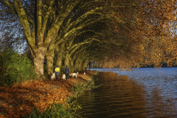 Essen, North Rhine-Westphalia, Germany - Dog owners walk along the lakeshore under trees with autumn leaves. Golden autumn at Lake Baldeney